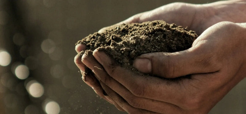 The Benefits of Regenerative Organic Farming —And How Nootz Joined the Movement