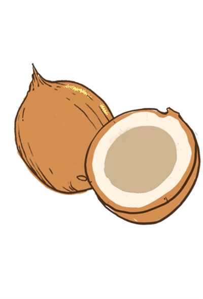 Coconut illustration