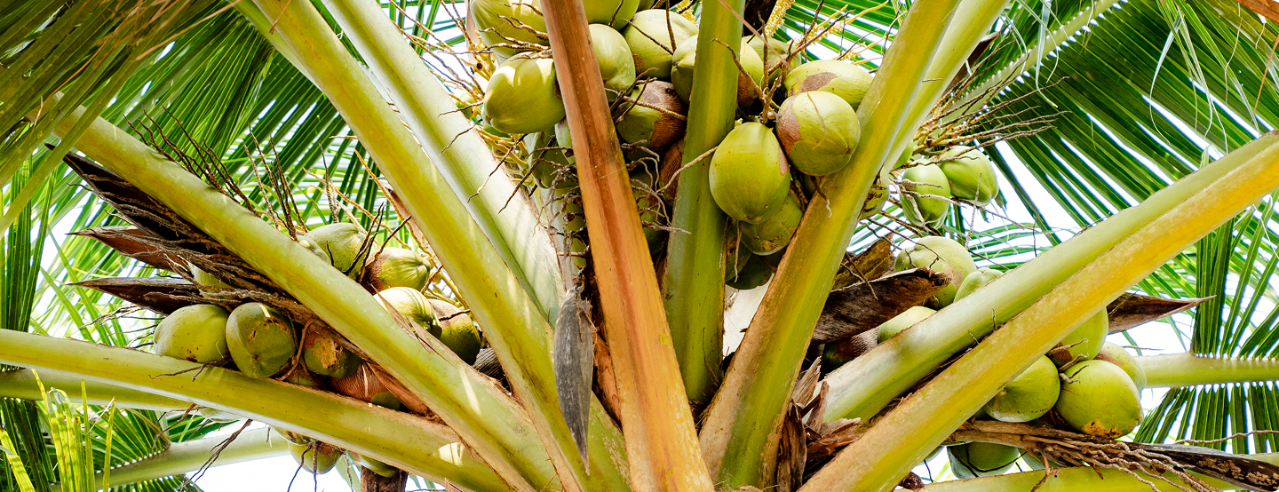Coconut Tree
