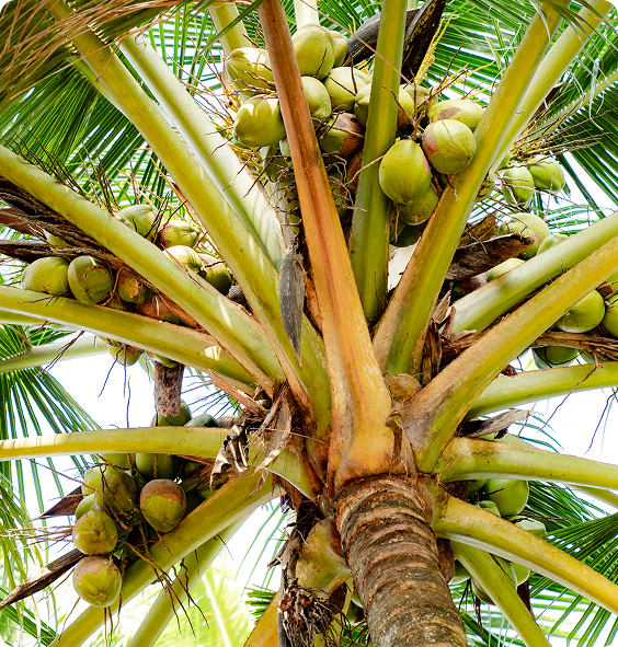Palm trees